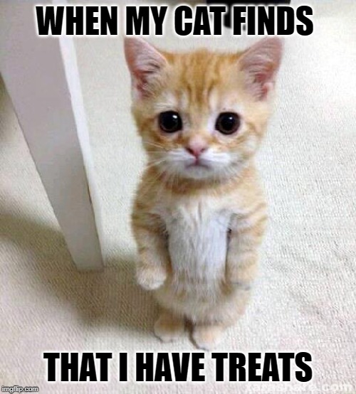 Cute Cat Meme | WHEN MY CAT FINDS; THAT I HAVE TREATS | image tagged in memes,cute cat | made w/ Imgflip meme maker