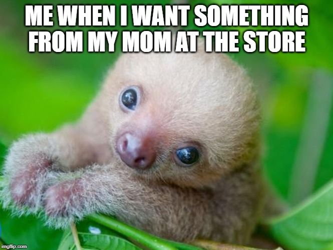 Sloth Sas | ME WHEN I WANT SOMETHING FROM MY MOM AT THE STORE | image tagged in funny memes,memes | made w/ Imgflip meme maker
