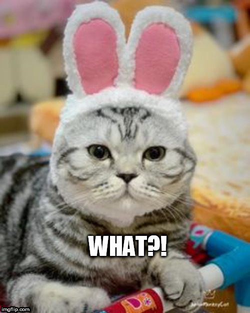 bunny | WHAT?! | image tagged in bunny | made w/ Imgflip meme maker