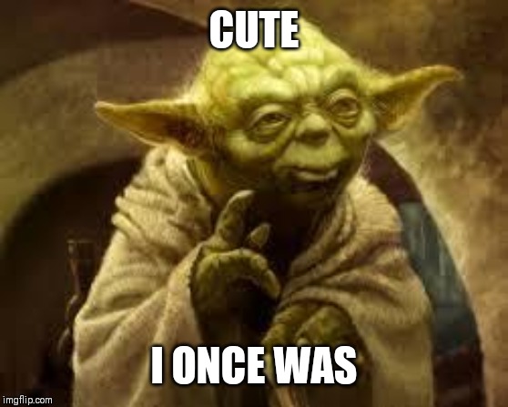 yoda | CUTE; I ONCE WAS | image tagged in yoda | made w/ Imgflip meme maker