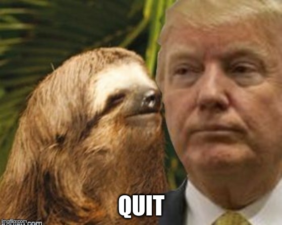 Political advice sloth |  QUIT | image tagged in political advice sloth | made w/ Imgflip meme maker