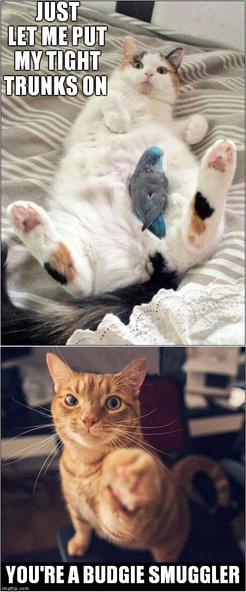 Budgie Smuggler Caught In The Act | JUST LET ME PUT MY TIGHT TRUNKS ON; YOU'RE A BUDGIE SMUGGLER | image tagged in fun,cats,budgie smugglers | made w/ Imgflip meme maker