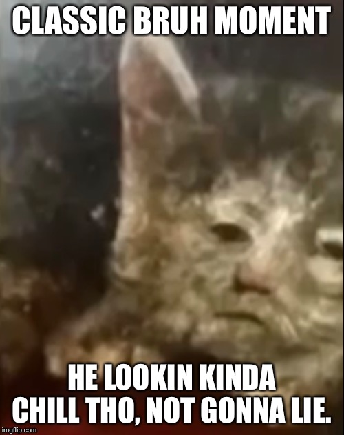 CLASSIC BRUH MOMENT; HE LOOKIN KINDA CHILL THO, NOT GONNA LIE. | image tagged in cats,memes | made w/ Imgflip meme maker