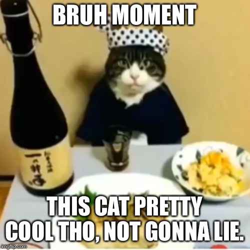 BRUH MOMENT; THIS CAT PRETTY COOL THO, NOT GONNA LIE. | image tagged in cats,memes | made w/ Imgflip meme maker