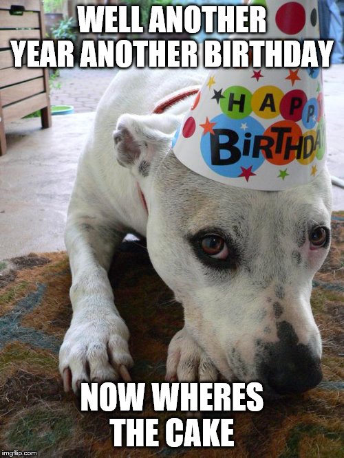 Pitbull Birthday Hat |  WELL ANOTHER YEAR ANOTHER BIRTHDAY; NOW WHERES THE CAKE | image tagged in pitbull birthday hat | made w/ Imgflip meme maker