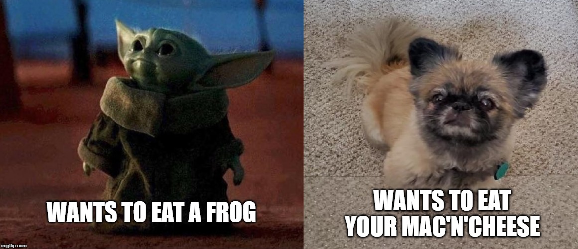 Our dog Lucy was trying to use the force to get our Mac'N'Cheese. She looks a bit like the Yoda descendant in Mandalorian...lol | WANTS TO EAT YOUR MAC'N'CHEESE; WANTS TO EAT A FROG | image tagged in yoda,mandalorian,cute,cute dog,star wars,star wars yoda | made w/ Imgflip meme maker
