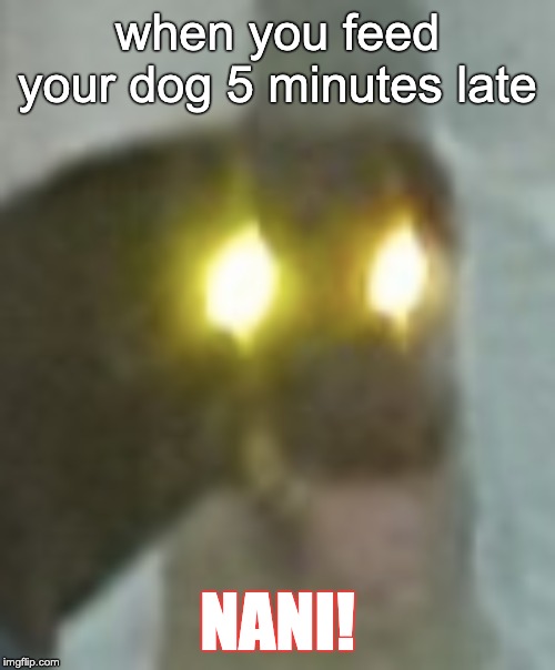 Dog eat late | when you feed your dog 5 minutes late; NANI! | image tagged in epic meme,doggo meme,hungry doggo | made w/ Imgflip meme maker