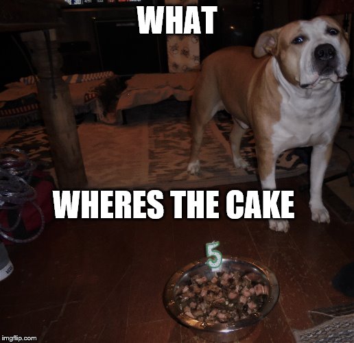 Ouija wants cake | WHAT; WHERES THE CAKE | image tagged in pitbull | made w/ Imgflip meme maker