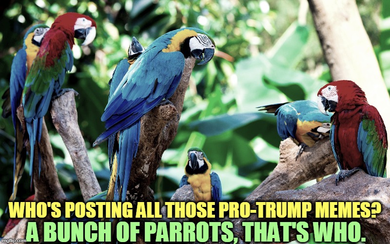 "And do you know what else 
Fox News said? Now memorize this, so you can repeat it word for word." | A BUNCH OF PARROTS, THAT'S WHO. WHO'S POSTING ALL THOSE PRO-TRUMP MEMES? | image tagged in trump,parrots,fox news | made w/ Imgflip meme maker