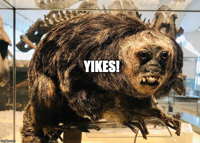 Scary Sloth | YIKES! | image tagged in scary sloth | made w/ Imgflip meme maker