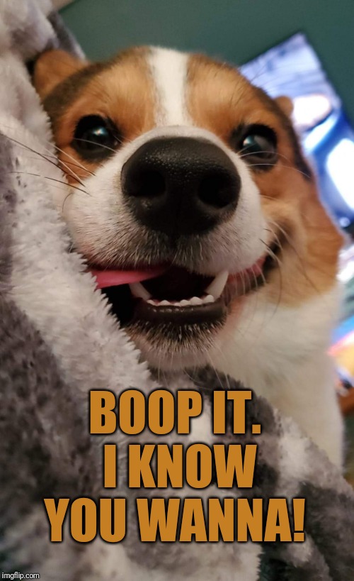 Boop it. | BOOP IT.  I KNOW YOU WANNA! | image tagged in dog,corgi,boop | made w/ Imgflip meme maker