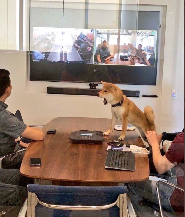 High Quality Dog in meeting Blank Meme Template