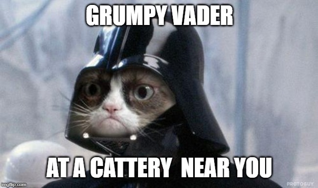 Grumpy Cat Star Wars | GRUMPY VADER; AT A CATTERY  NEAR YOU | image tagged in memes,grumpy cat star wars,grumpy cat | made w/ Imgflip meme maker