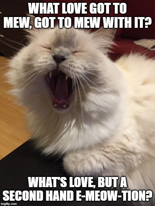 singing cat | WHAT LOVE GOT TO MEW, GOT TO MEW WITH IT? WHAT'S LOVE, BUT A SECOND HAND E-MEOW-TION? | image tagged in singing cat | made w/ Imgflip meme maker