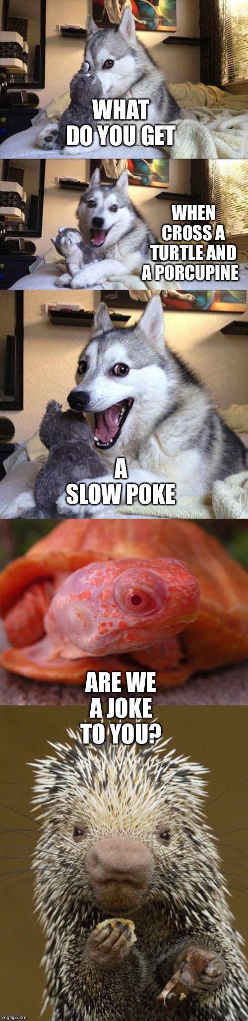 WHAT DO YOU GET; WHEN CROSS A TURTLE AND A PORCUPINE; A SLOW POKE; ARE WE A JOKE TO YOU? | image tagged in memes,bad pun dog | made w/ Imgflip meme maker