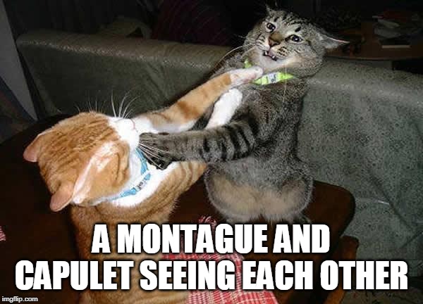 Two cats fighting for real | A MONTAGUE AND CAPULET SEEING EACH OTHER | image tagged in two cats fighting for real | made w/ Imgflip meme maker