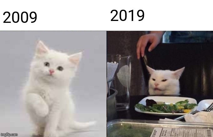 Memes 2019 Cat