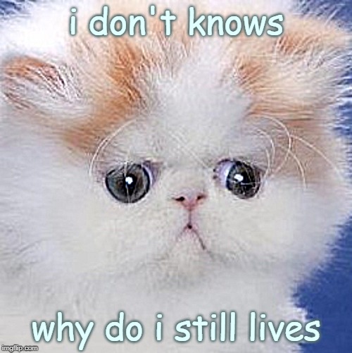 i don't knows; why do i still lives | image tagged in depressed cat,cat,sad cat,big depression,persian cat | made w/ Imgflip meme maker