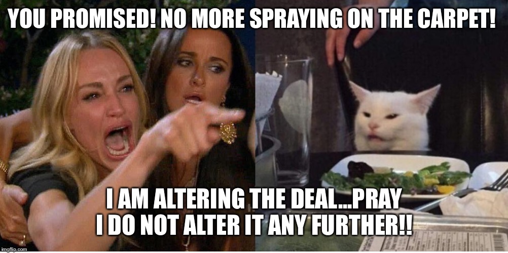 salad cat | YOU PROMISED! NO MORE SPRAYING ON THE CARPET! I AM ALTERING THE DEAL...PRAY I DO NOT ALTER IT ANY FURTHER!! | image tagged in salad cat | made w/ Imgflip meme maker