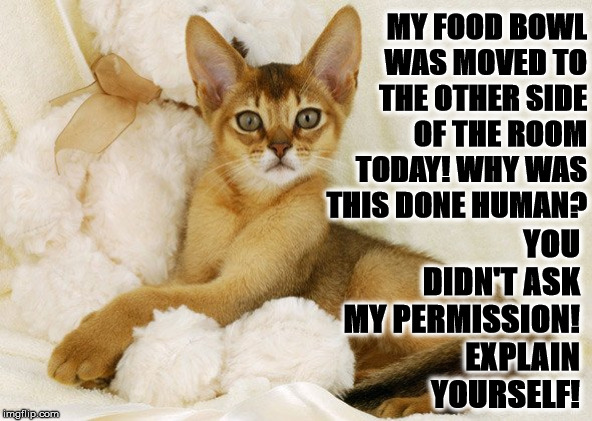 EXPLAIN YOURSELF | MY FOOD BOWL WAS MOVED TO THE OTHER SIDE OF THE ROOM TODAY! WHY WAS THIS DONE HUMAN? YOU DIDN'T ASK MY PERMISSION! EXPLAIN YOURSELF! | image tagged in explain yourself | made w/ Imgflip meme maker