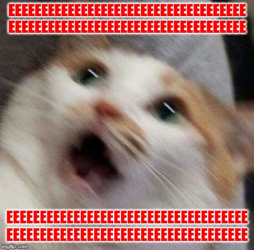 Very Distressed Cat | EEEEEEEEEEEEEEEEEEEEEEEEEEEEEEEEEEEE
EEEEEEEEEEEEEEEEEEEEEEEEEEEEEEEEEEEE; EEEEEEEEEEEEEEEEEEEEEEEEEEEEEEEEEEEE
EEEEEEEEEEEEEEEEEEEEEEEEEEEEEEEEEEEE | image tagged in very distressed cat,help,wait spare me | made w/ Imgflip meme maker