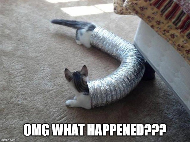 Weiner Cat? | OMG WHAT HAPPENED??? | image tagged in funny cat | made w/ Imgflip meme maker