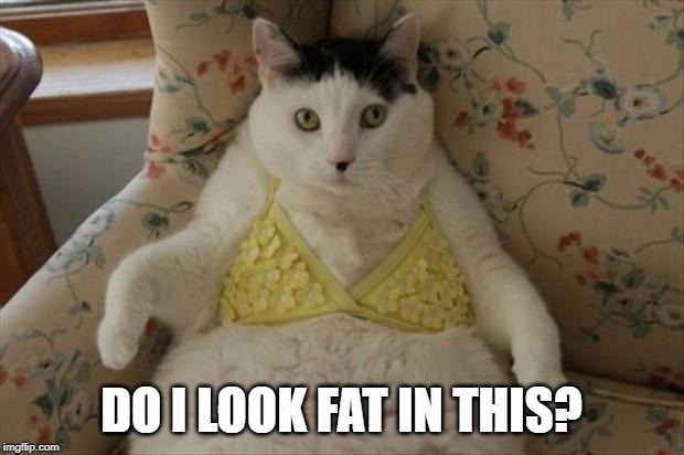 Trap Question! | DO I LOOK FAT IN THIS? | image tagged in funny cat | made w/ Imgflip meme maker