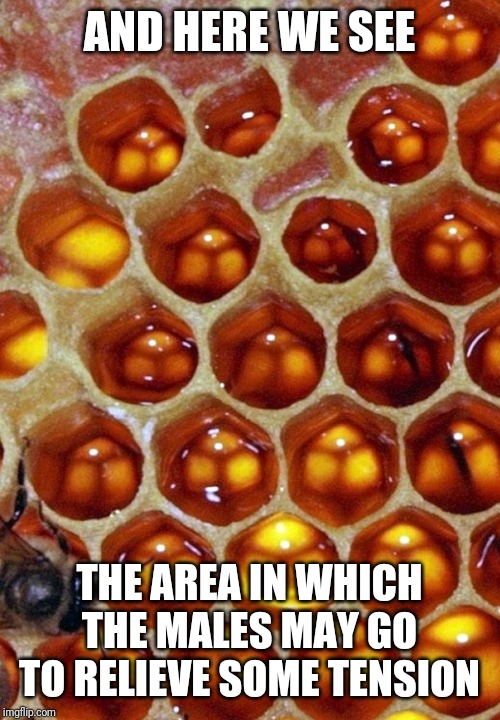 They look like asses wearing thongs | AND HERE WE SEE; THE AREA IN WHICH THE MALES MAY GO TO RELIEVE SOME TENSION | image tagged in ass,bees,relief | made w/ Imgflip meme maker