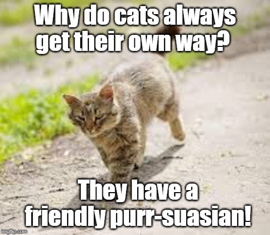 purr-suasian | Why do cats always get their own way? They have a friendly purr-suasian! | image tagged in cats | made w/ Imgflip meme maker