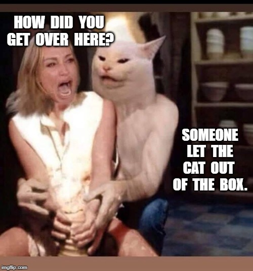 Woman yelling at cat | HOW  DID  YOU  GET  OVER  HERE? SOMEONE  LET  THE  CAT  OUT  OF  THE  BOX. | image tagged in funny,meme | made w/ Imgflip meme maker