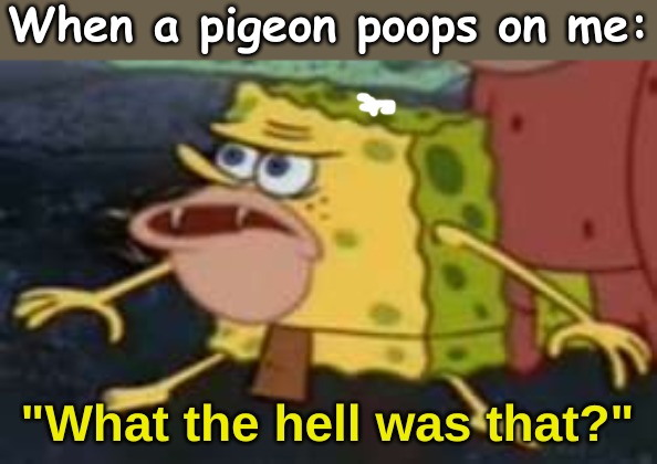 Spongegar | When a pigeon poops on me:; "What the hell was that?" | image tagged in memes,random | made w/ Imgflip meme maker