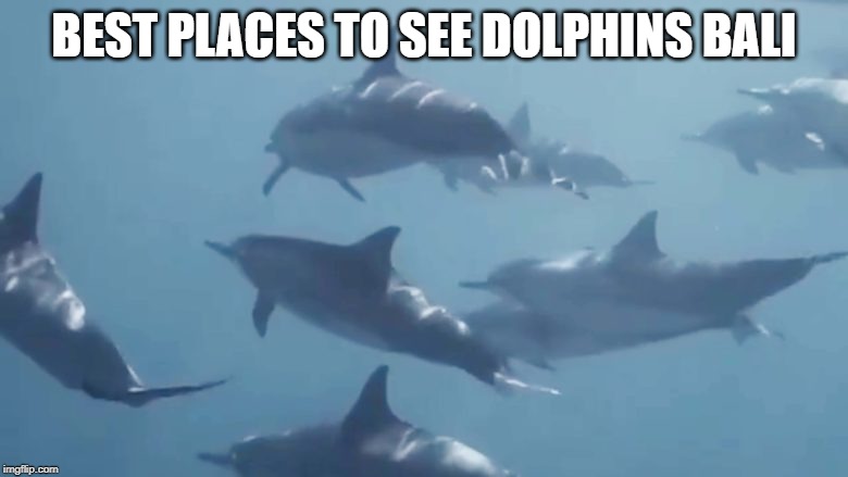 Best Places to See Dolphins Bali | BEST PLACES TO SEE DOLPHINS BALI | image tagged in dolphins,dolphins in bali,best places to see,bali dolphins | made w/ Imgflip meme maker