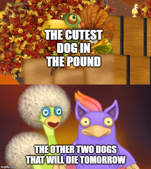 Gobbelygourd vs the Others | THE CUTEST DOG IN THE POUND; THE OTHER TWO DOGS THAT WILL DIE TOMORROW | image tagged in gobbelygourd vs the others | made w/ Imgflip meme maker