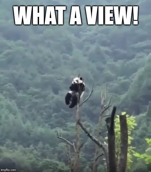 WHAT A VIEW! | made w/ Imgflip meme maker