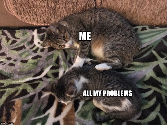 ME; ALL MY PROBLEMS | image tagged in cats | made w/ Imgflip meme maker