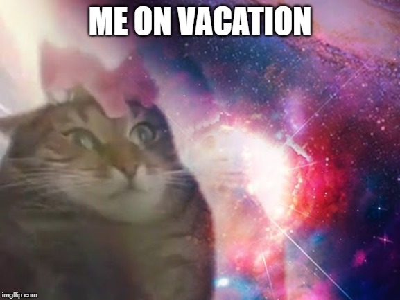 the prophecy is true cat | ME ON VACATION | image tagged in the prophecy is true cat | made w/ Imgflip meme maker