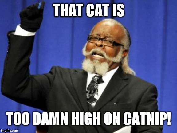 Too Damn High Meme | THAT CAT IS TOO DAMN HIGH ON CATNIP! | image tagged in memes,too damn high | made w/ Imgflip meme maker