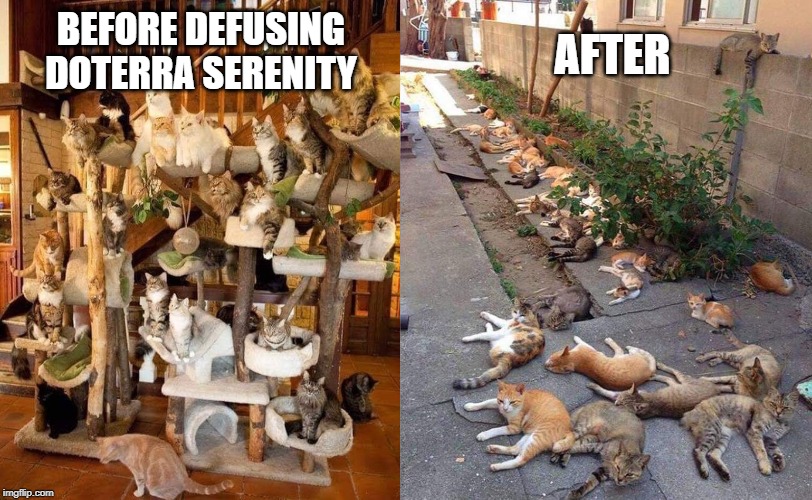 BEFORE DEFUSING DOTERRA SERENITY; AFTER | image tagged in memes,cats | made w/ Imgflip meme maker