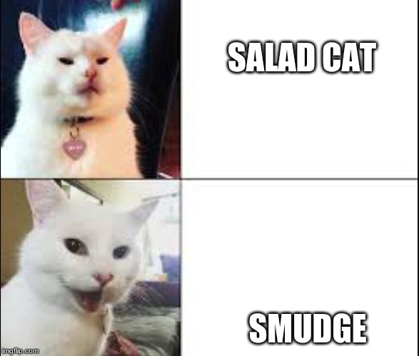 Smudge cat - Imgflip