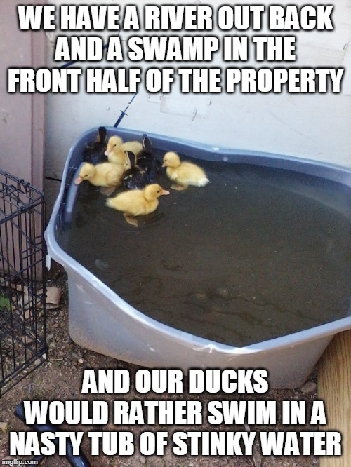 HOW DID THEY EVEN THINK TO GET UP THERE? | WE HAVE A RIVER OUT BACK
AND A SWAMP IN THE FRONT HALF OF THE PROPERTY; AND OUR DUCKS WOULD RATHER SWIM IN A NASTY TUB OF STINKY WATER | image tagged in duck,ducks,duckling,duck meme | made w/ Imgflip meme maker