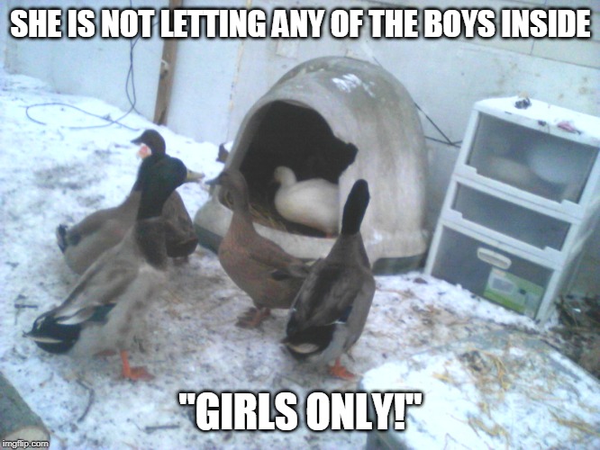 SHE CLAIMED IT AS HERS | SHE IS NOT LETTING ANY OF THE BOYS INSIDE; "GIRLS ONLY!" | image tagged in ducks,duck,duck meme | made w/ Imgflip meme maker