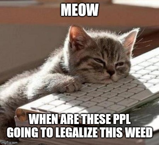 Jroc113 | MEOW; WHEN ARE THESE PPL GOING TO LEGALIZE THIS WEED | image tagged in tired cat | made w/ Imgflip meme maker