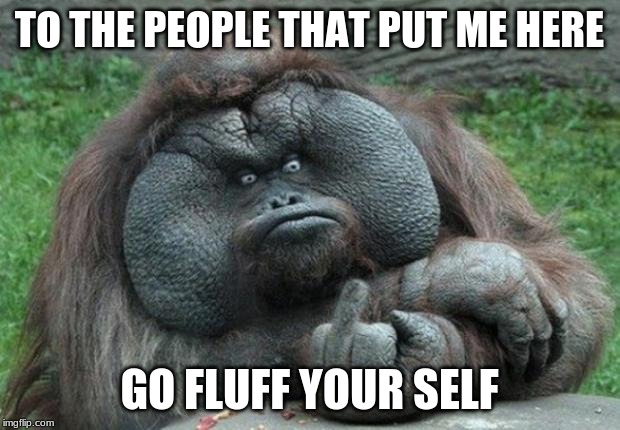 animal | TO THE PEOPLE THAT PUT ME HERE; GO FLUFF YOUR SELF | image tagged in animal | made w/ Imgflip meme maker