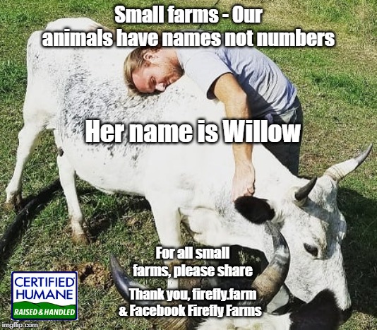 Save Small Farms | Small farms - Our animals have names not numbers; Her name is Willow; For all small farms, please share; Thank you, firefly.farm & Facebook Firefly Farms | image tagged in farm animals | made w/ Imgflip meme maker