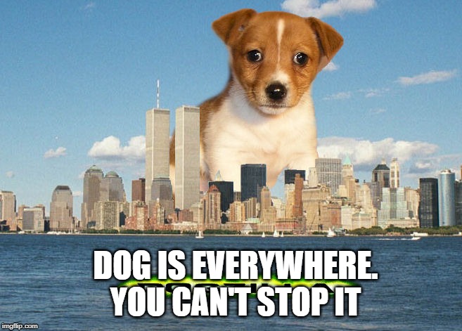 You cant stop it | DOG IS EVERYWHERE.
YOU CAN'T STOP IT | image tagged in dog,fun,cute,soft,fluffy | made w/ Imgflip meme maker