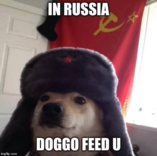 Russian Doge | IN RUSSIA; DOGGO FEED U | image tagged in russian doge | made w/ Imgflip meme maker