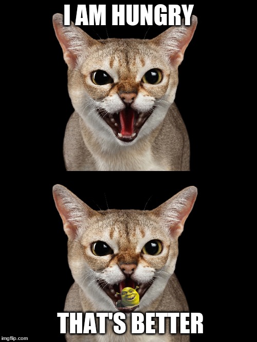 Hungry cat | I AM HUNGRY; THAT'S BETTER | image tagged in cat,hungry,shrek | made w/ Imgflip meme maker