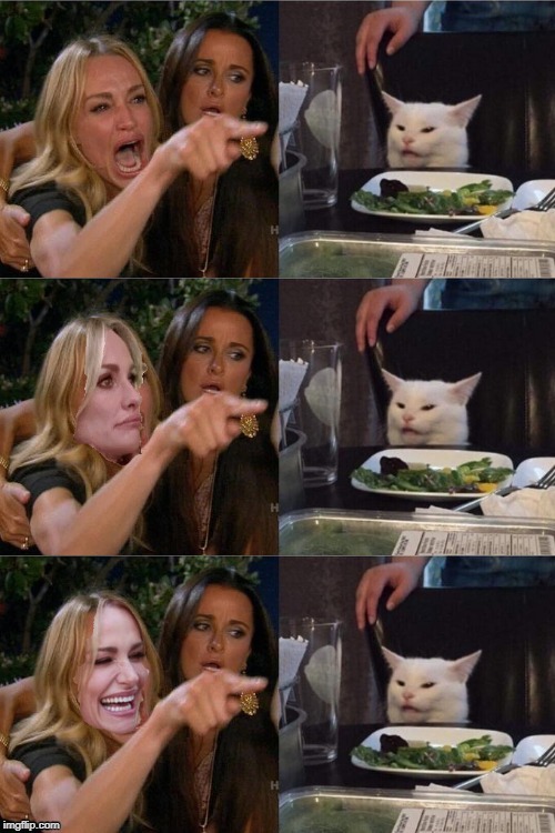 Cat gets angry taylor to laugh | image tagged in cat,taylor,angry,laugh,funny,meme | made w/ Imgflip meme maker