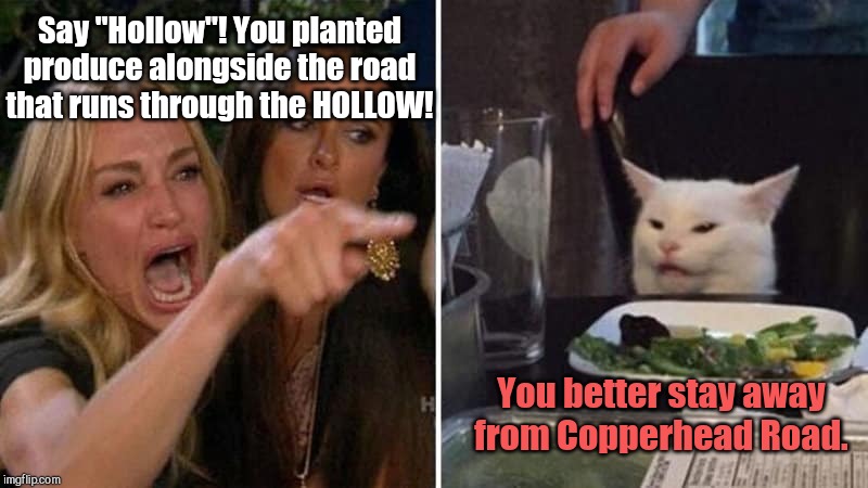 Came home with a brand new plan | Say "Hollow"! You planted produce alongside the road that runs through the HOLLOW! You better stay away from Copperhead Road. | image tagged in girls vs cat,woman yelling at cat,copperhead road,steve earle,you aint country so shut up,humor | made w/ Imgflip meme maker
