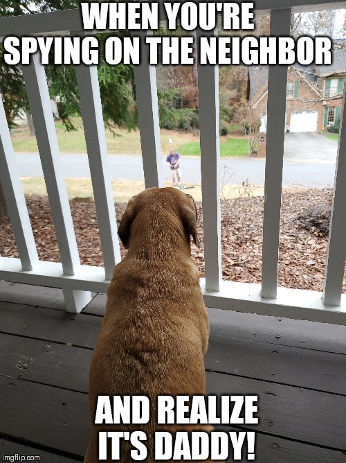 Neighborhood watch | WHEN YOU'RE SPYING ON THE NEIGHBOR; AND REALIZE IT'S DADDY! | image tagged in dogs | made w/ Imgflip meme maker